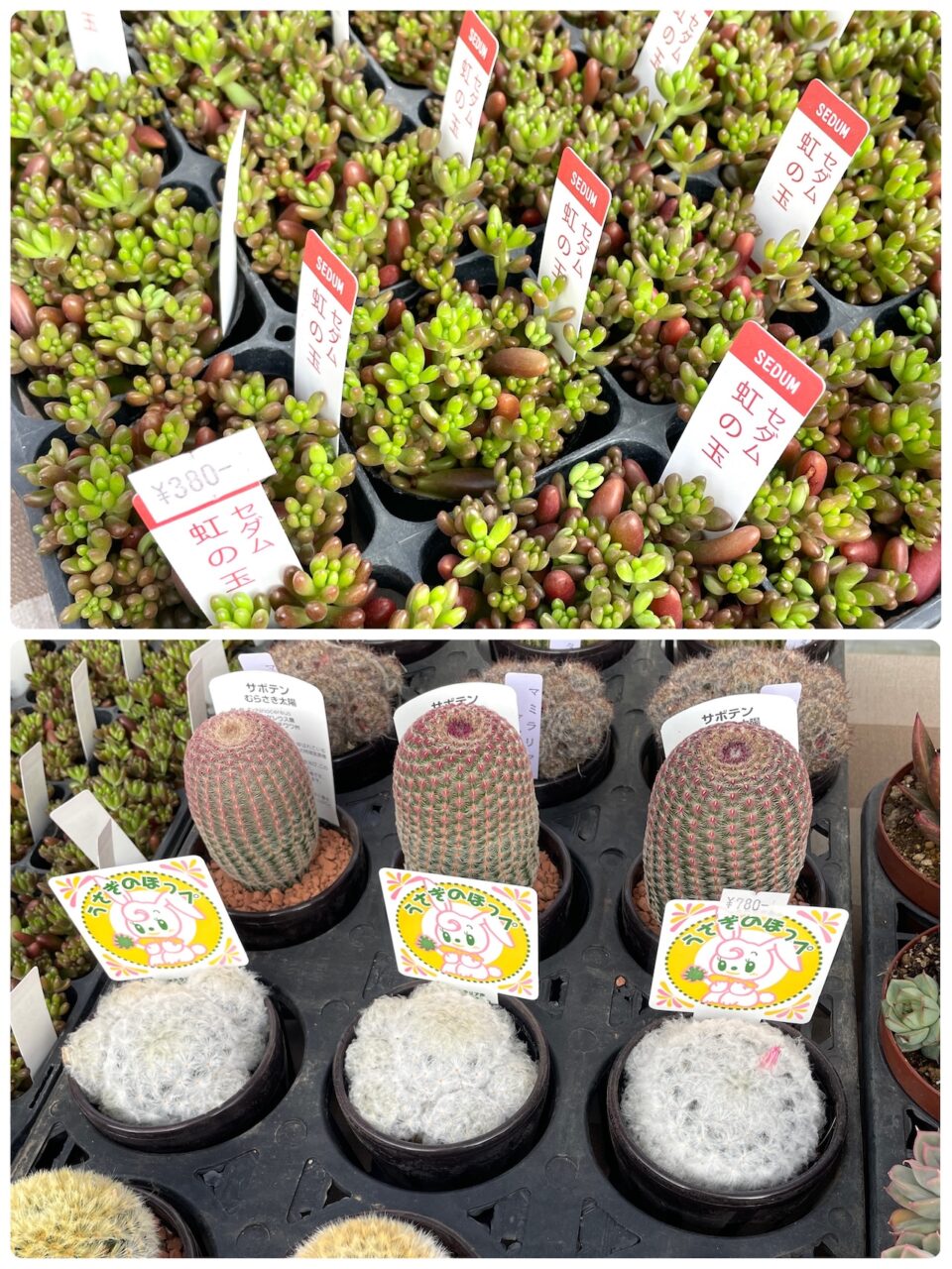 虹の玉、サボテン