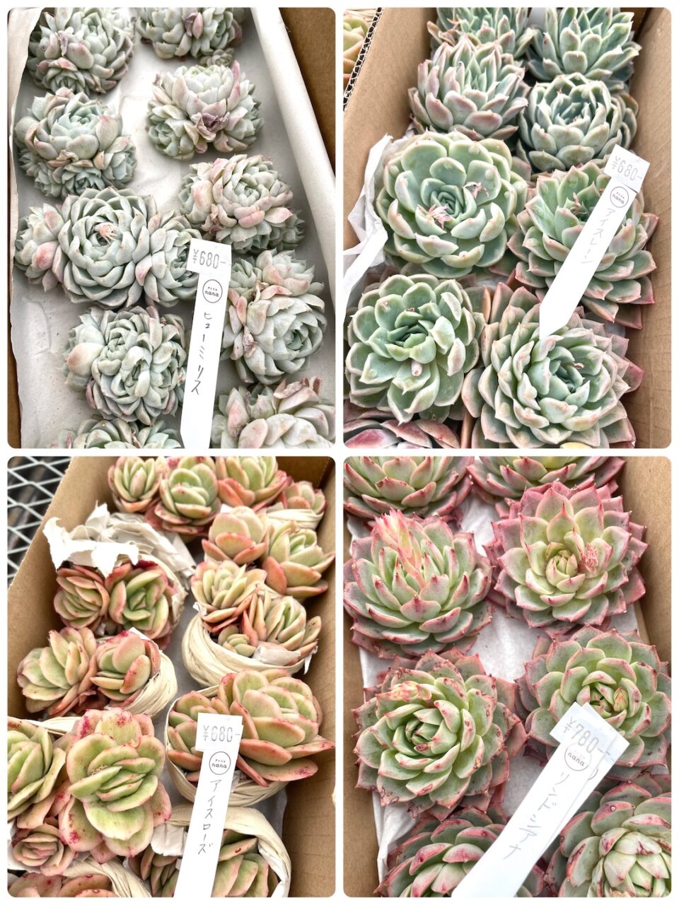 ヒューミリス、アイスレーン、アイスローズ、リンドシアナ