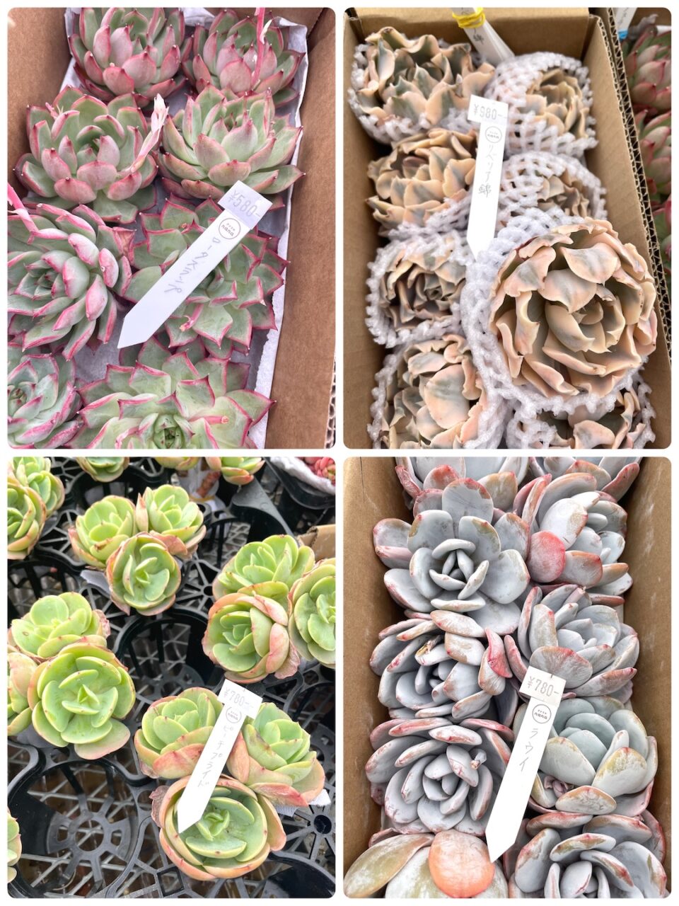 ロータスランプ、リベリア錦、ピーチプライド、ラウイ