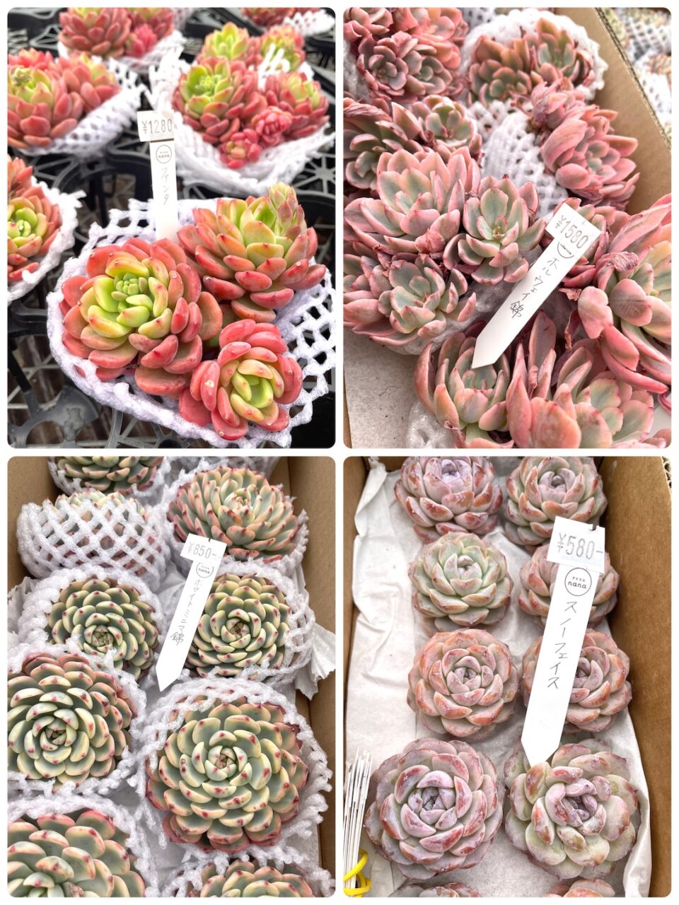 ファンタ、ホルウェイ錦、ホワイトミニマ錦、スノーフェイス