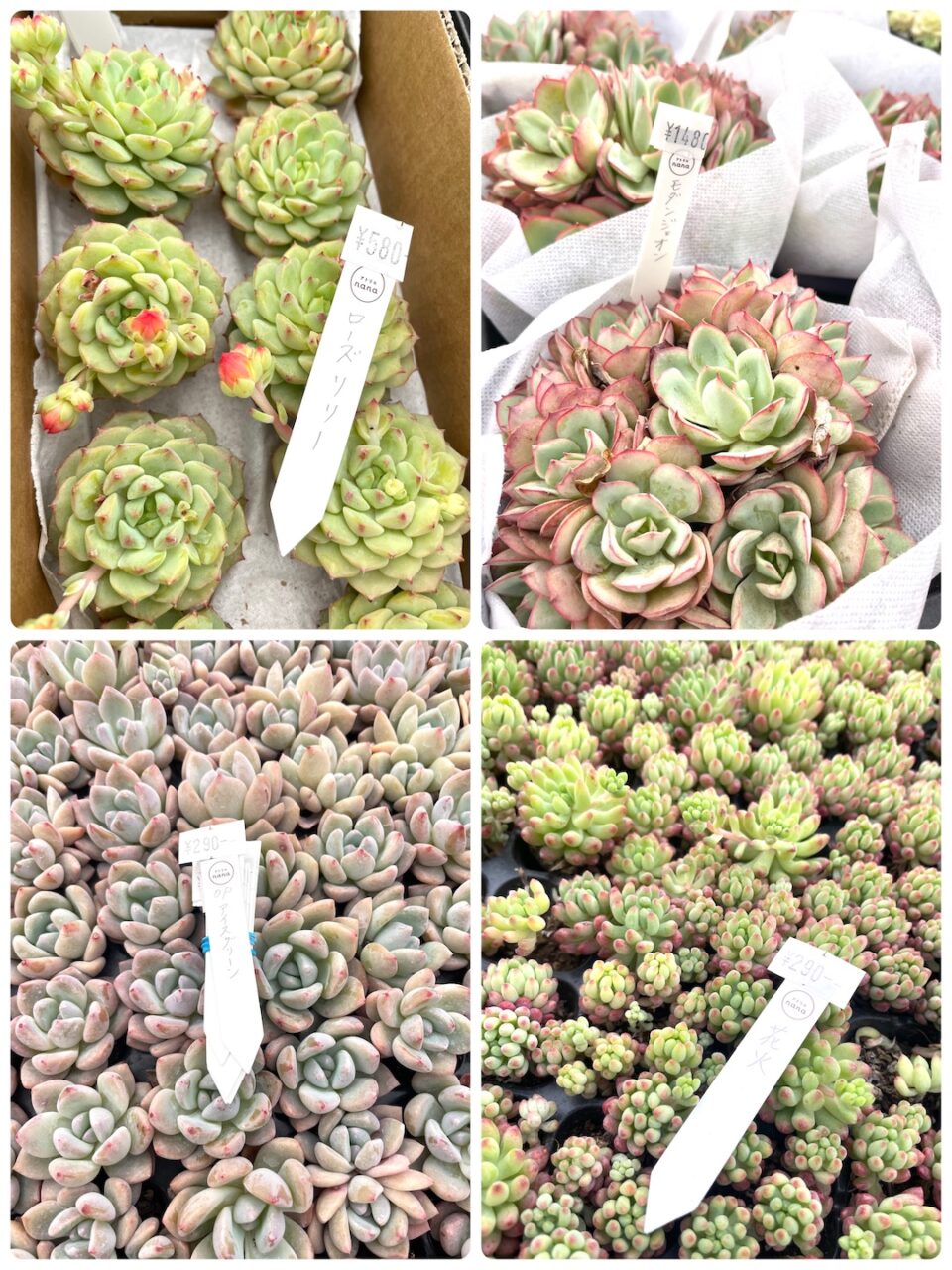 ローズリリー、モダンジェオン、OPアイスグリーン プラグ苗、花火　プラグ苗