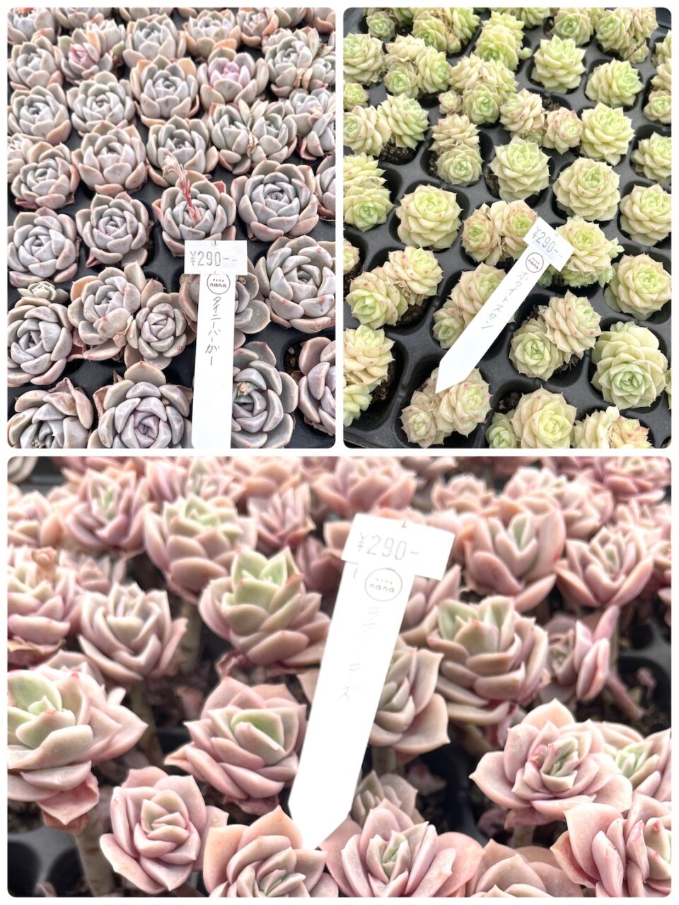 タイニーバーガー プラグ苗、ホワイトスワン（白鳥） プラグ苗、ラブリーローズ プラグ苗