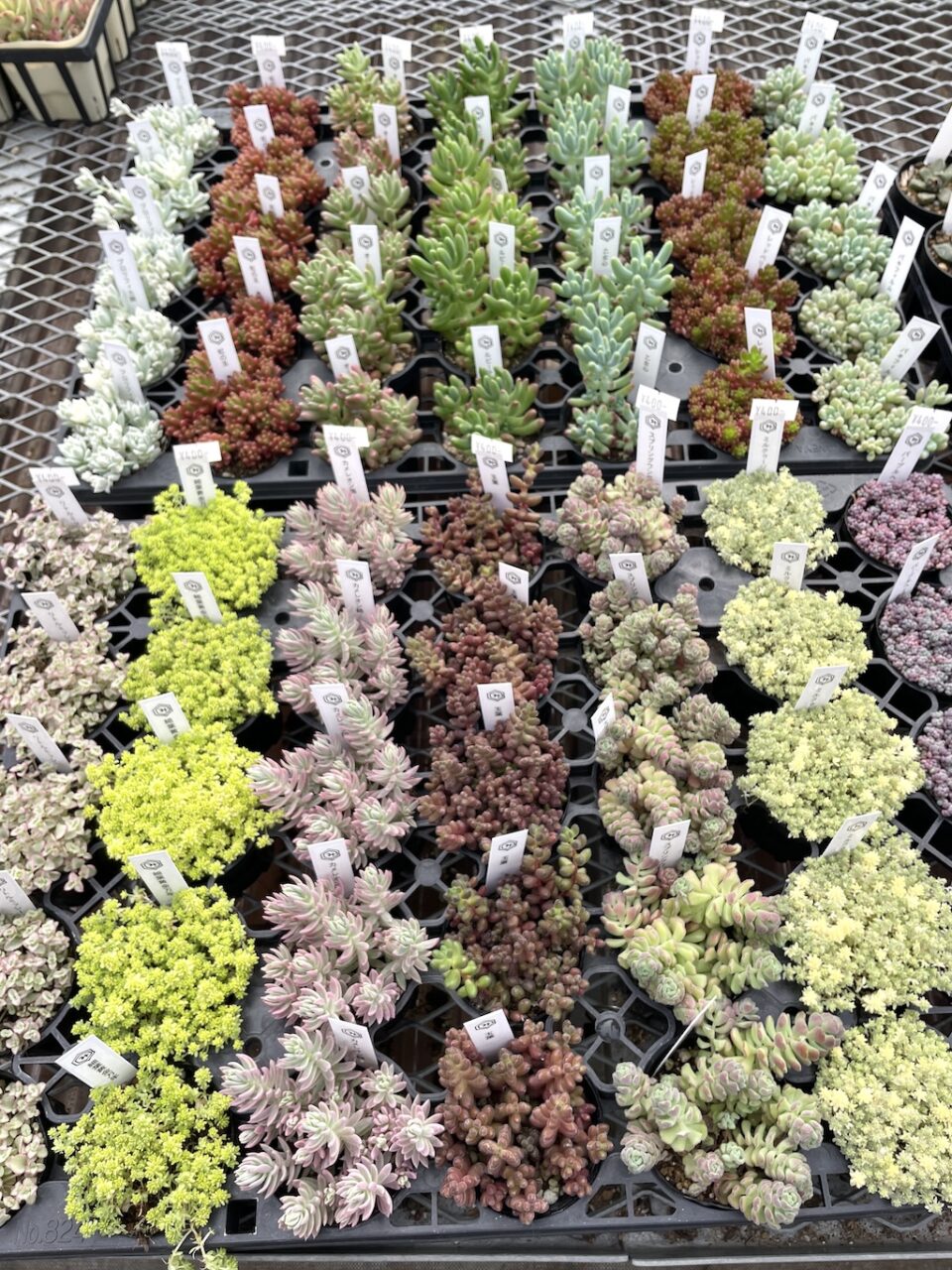 セダムアソート