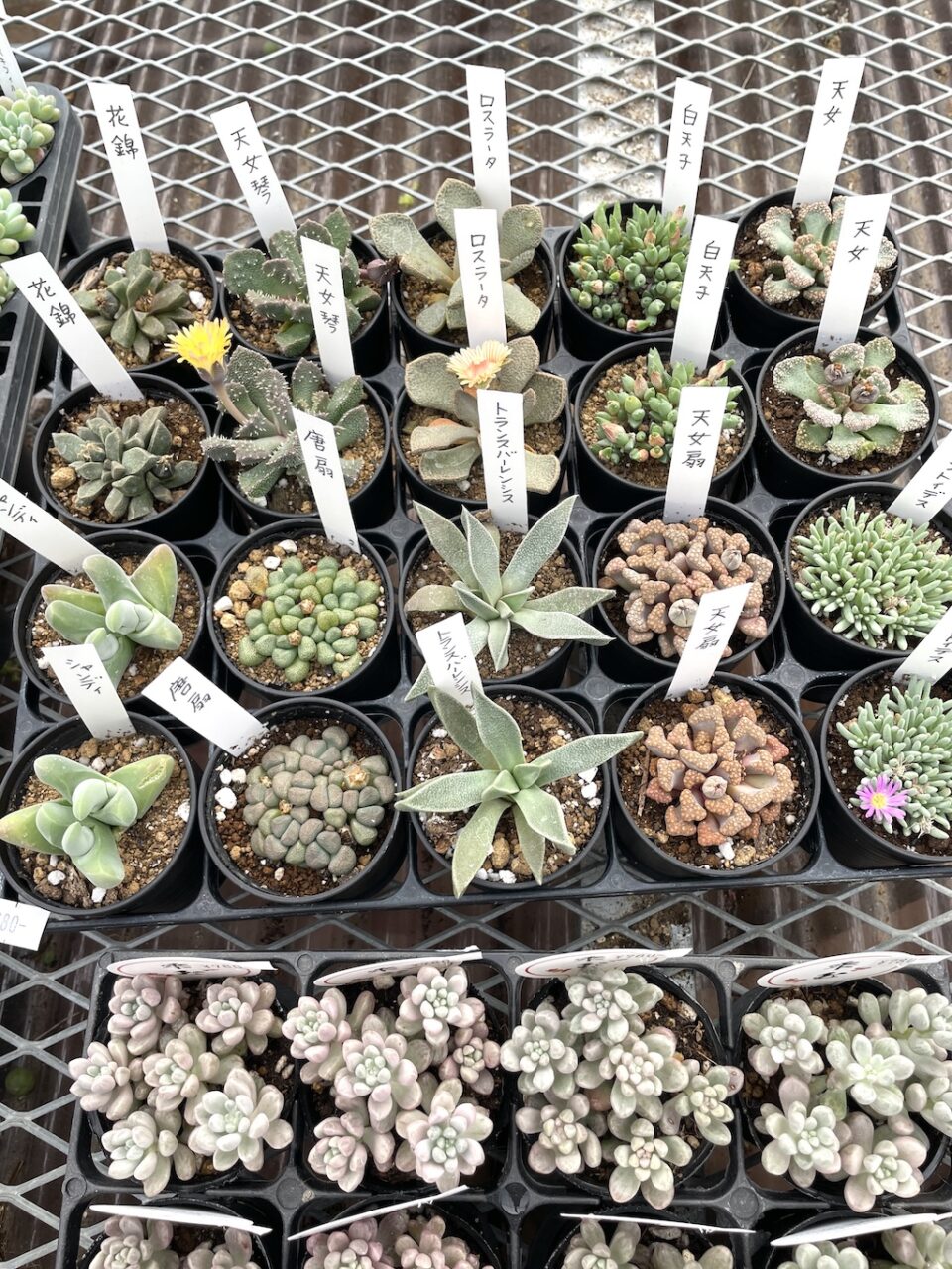 メセンアソート