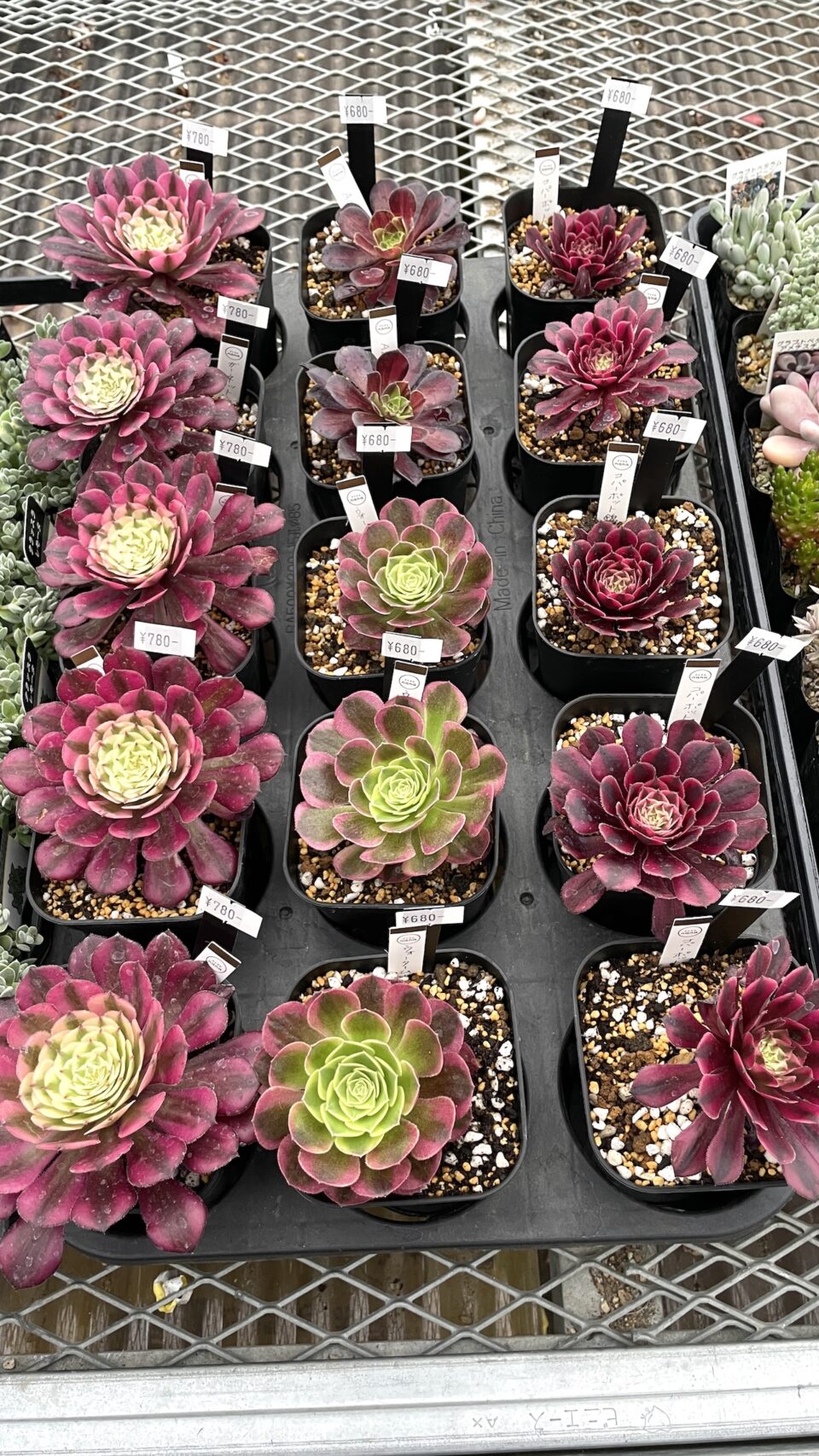 ・ガーネット錦　・ウォータームーン　・Azolla　・コパーポット錦