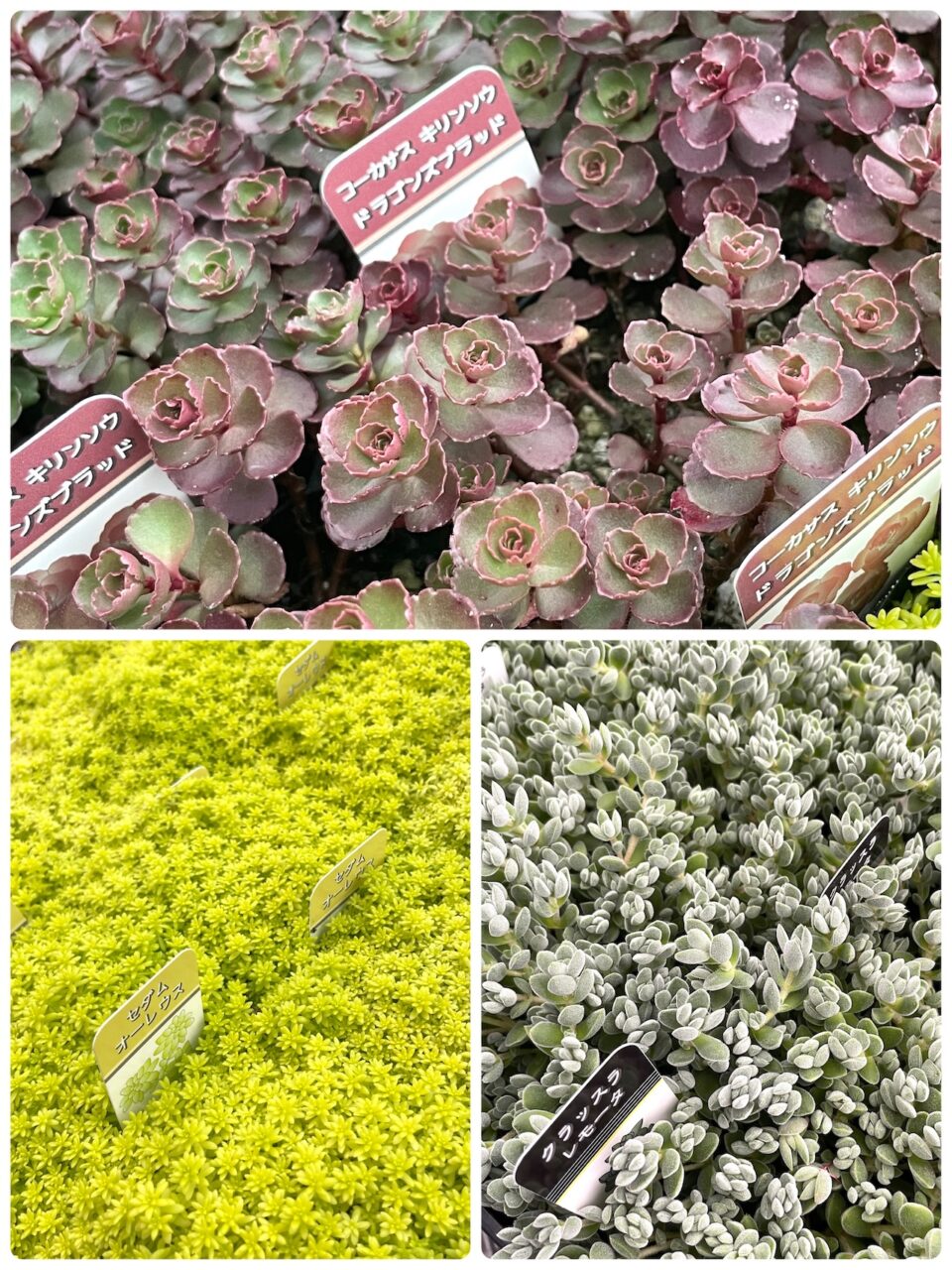 🍀クラッスラ レモータ　🍀セダムオーレウス　🍀ドラゴンズブラッド