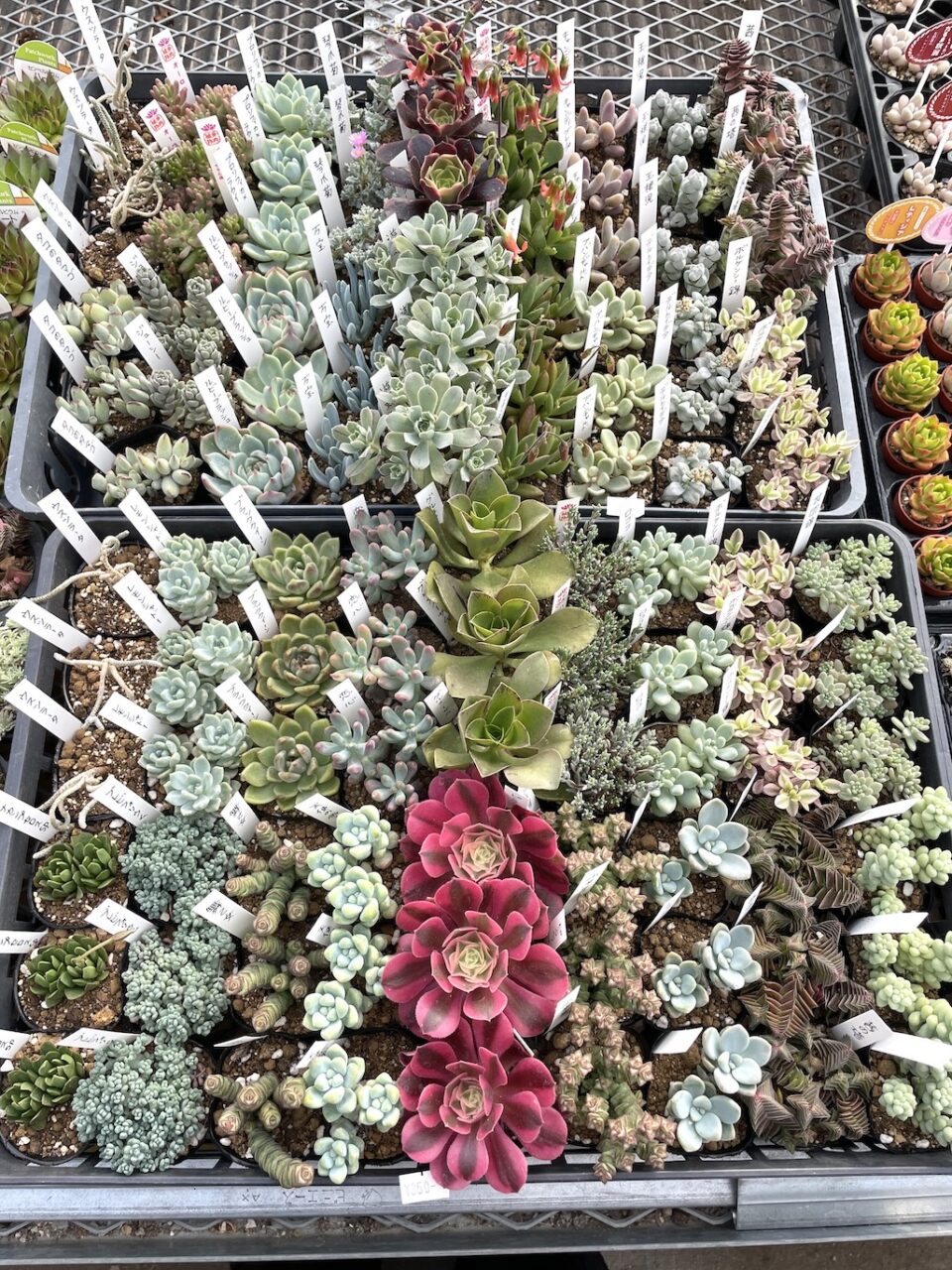多肉植物