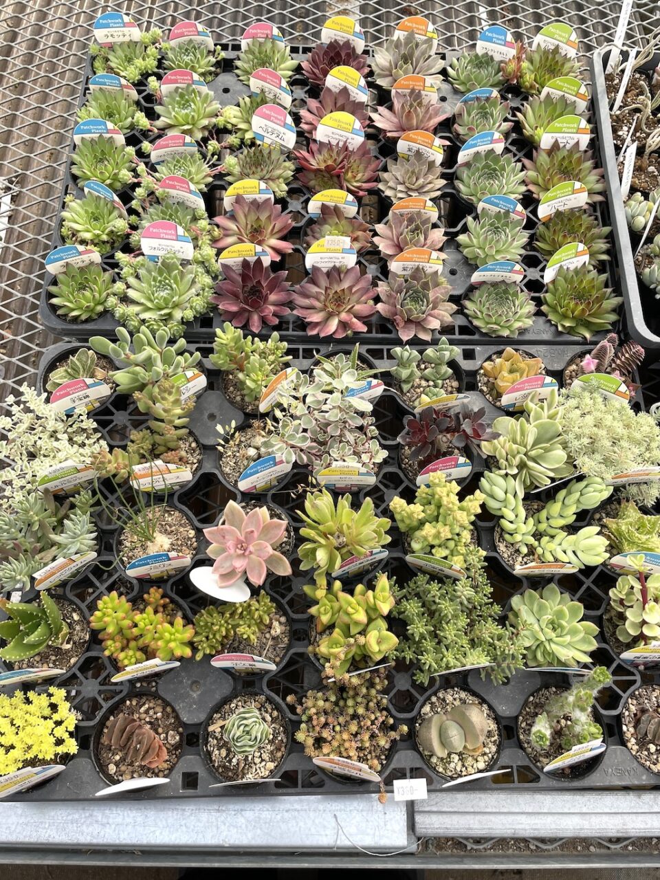 多肉植物