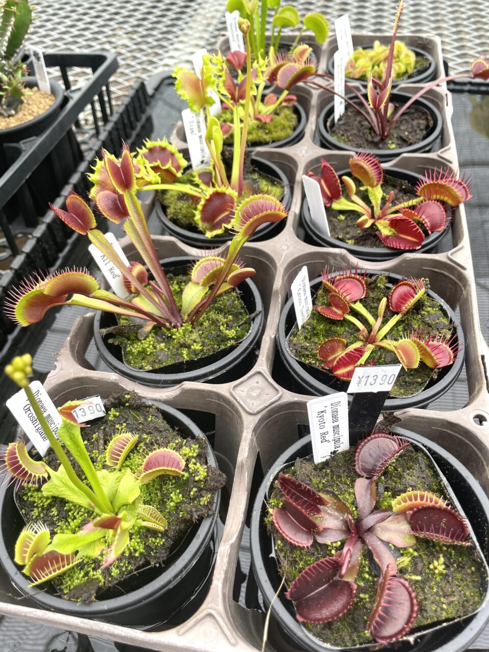 食虫植物 ハエトリ草