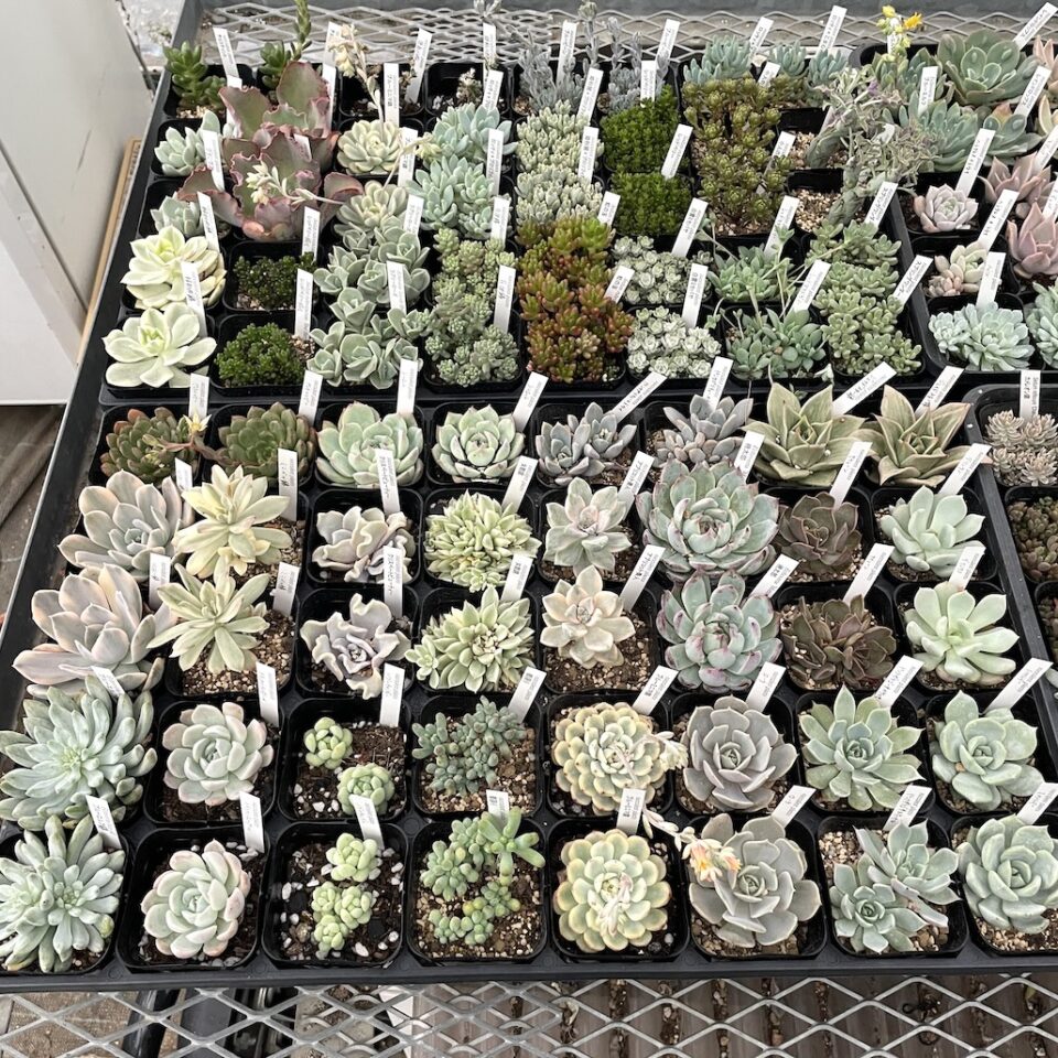 匠園芸さん 多肉植物