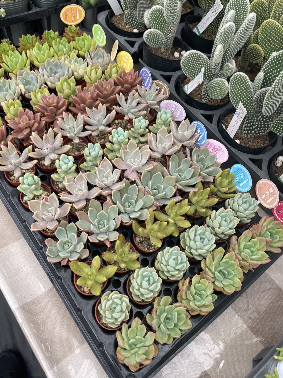 多肉植物ミニ苗