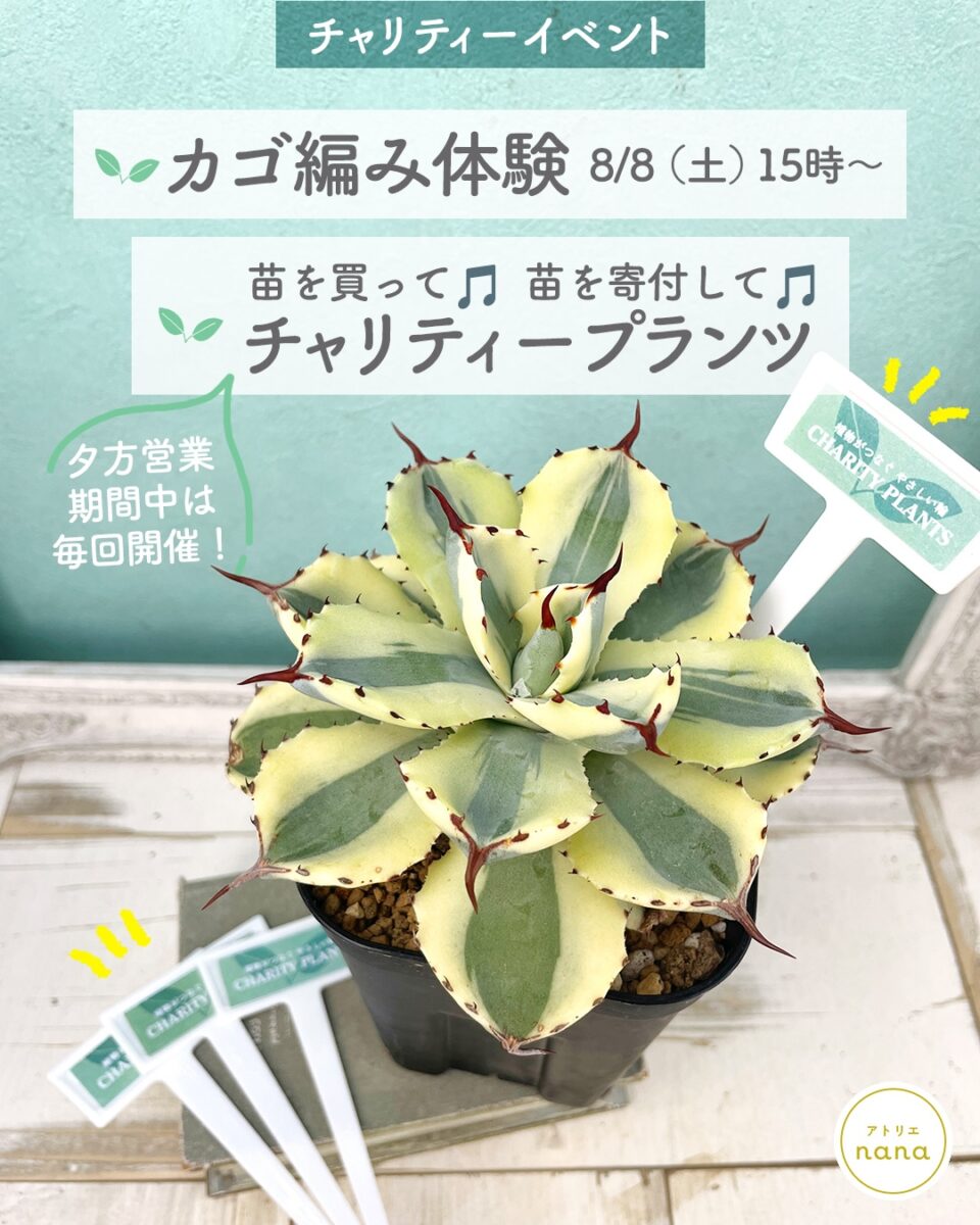 チャリティーイベント 多肉植物