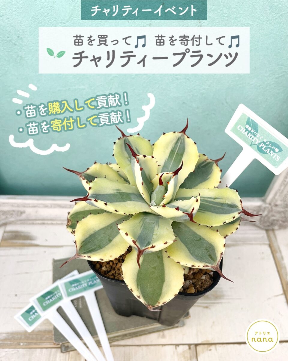 チャリティープランツ