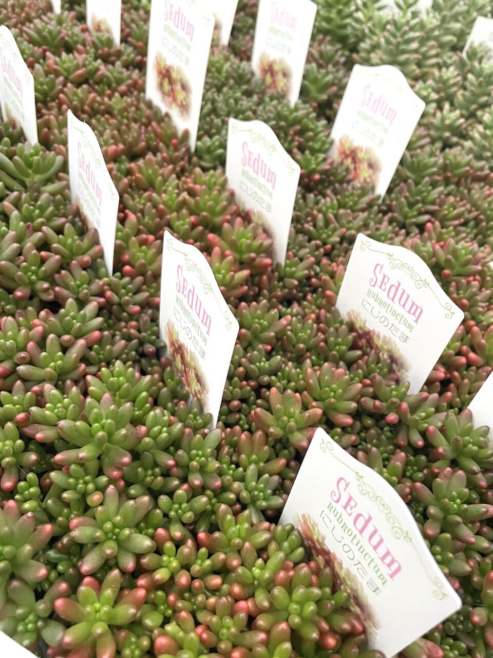 虹の玉