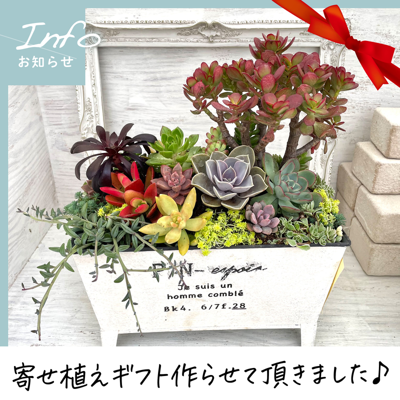 寄せ植えギフト作らせていただきました アトリエnana